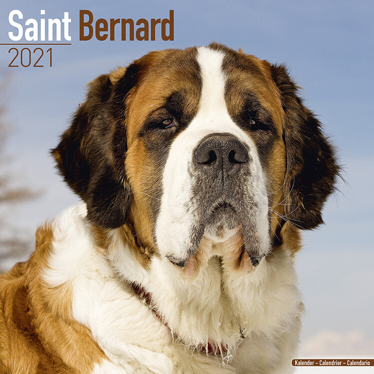 Calendar 2027 Saint Bernard