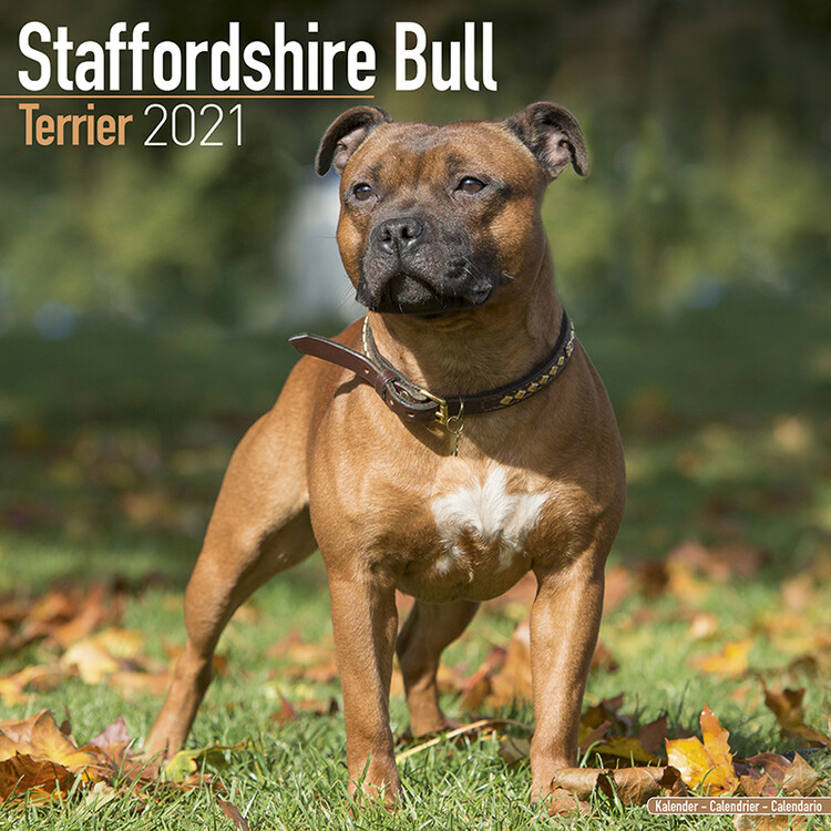 Календар 2027 Staffordshire Bull Terrier