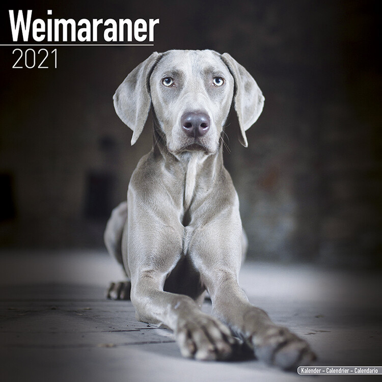 Calendar 2027 Weimaraner