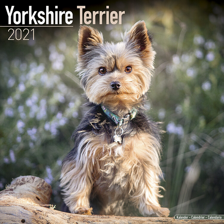 Ημερολόγιο 2027 Yorkshire Terrier