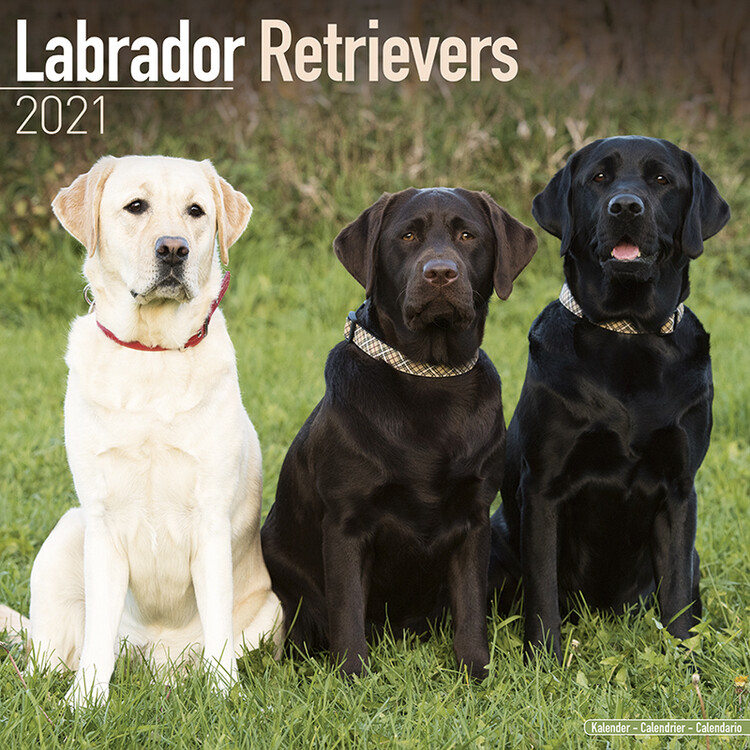 Ημερολόγιο 2027 Labrador Ret (Mixed)