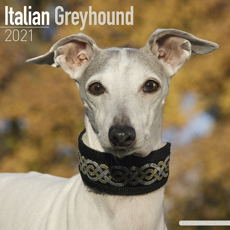 Calendar 2021 Italian Greyhound