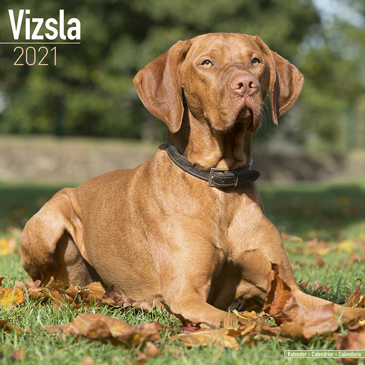 Calendar 2027 Vizsla