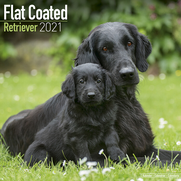 Kalenteri 2027 Flat Coated Retriever