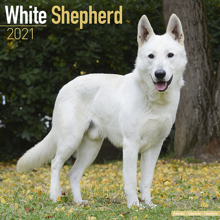 Ημερολόγιο 2027 White Shepherd