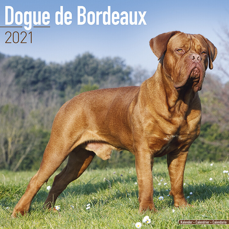 Ημερολόγιο 2027 Dogue de Bordeaux