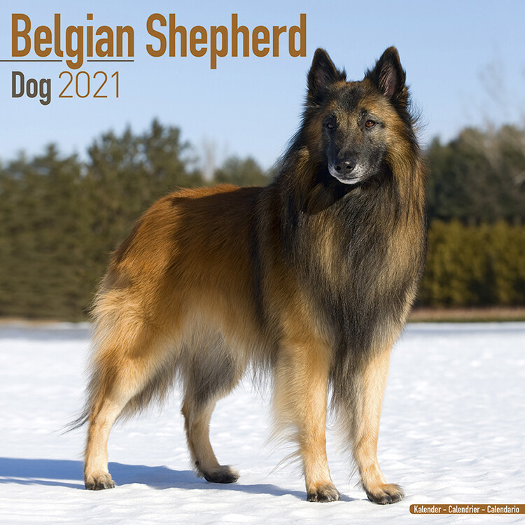 Kalenteri 2027 Belgian Shepherd Dog