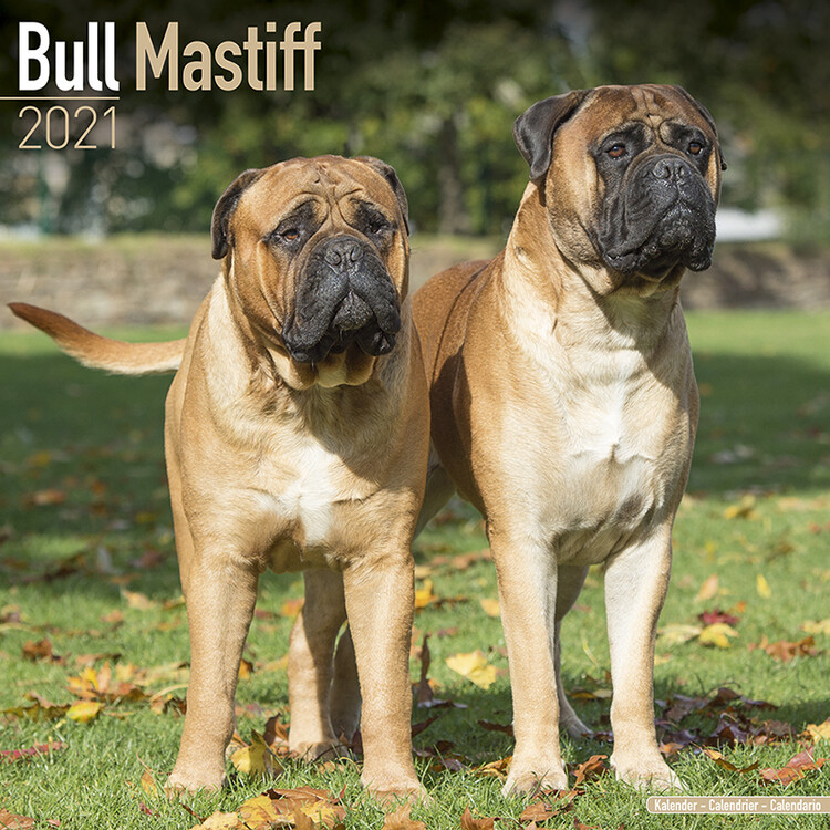 Calendar 2027 Bull Mastiff