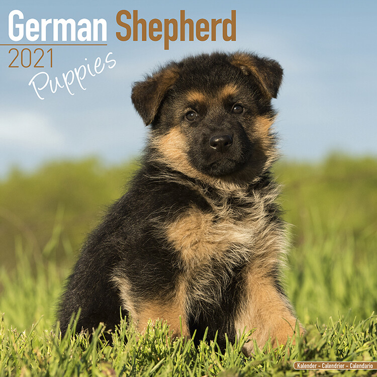Calendar 2027 German Shepherd