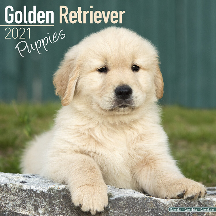 Ημερολόγιο 2027 Golden Retriever