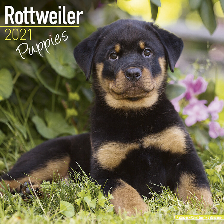 Calendar 2027 Rottweiler