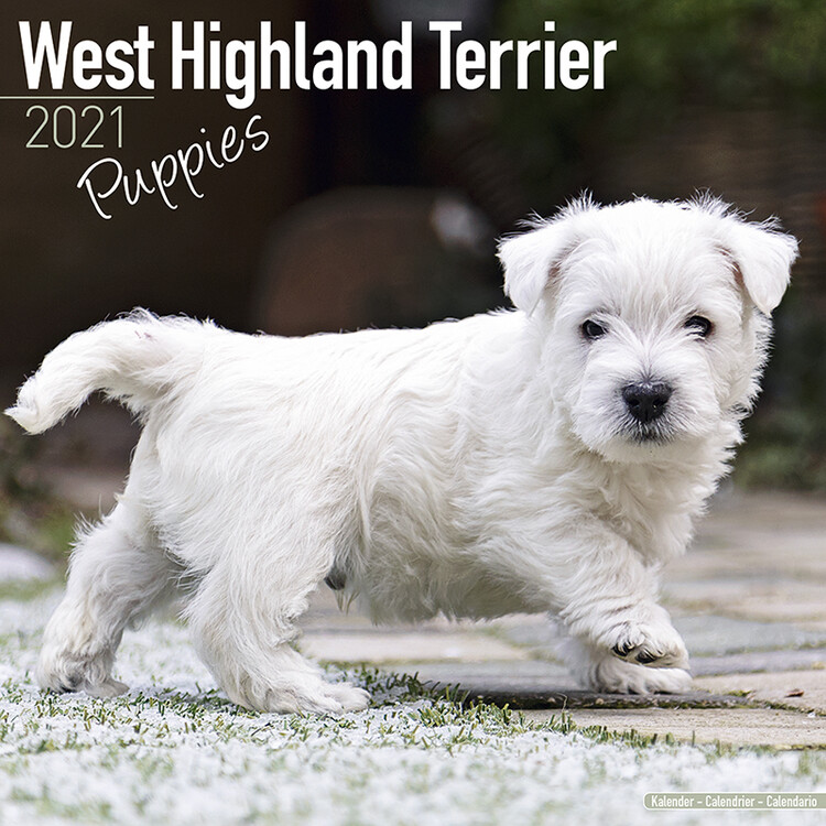 Ημερολόγιο 2027 West Highland Terrier