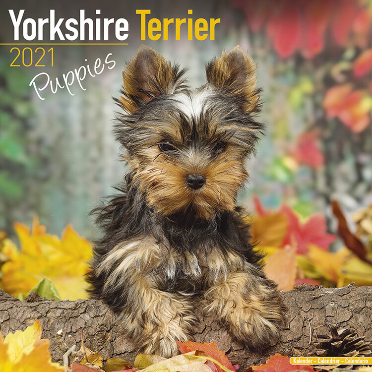 Kalenteri 2027 Yorkshire Terrier