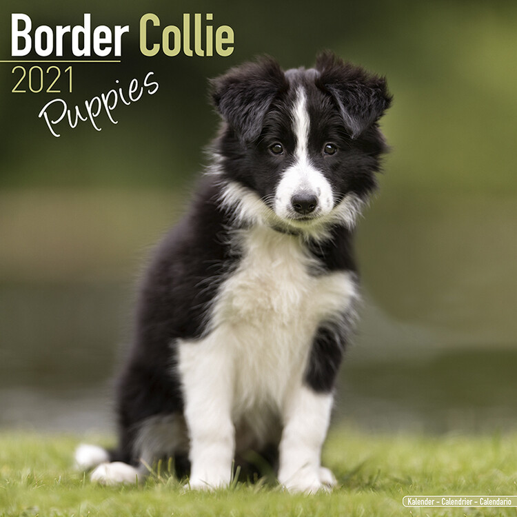 Ημερολόγιο 2027 Border Collie