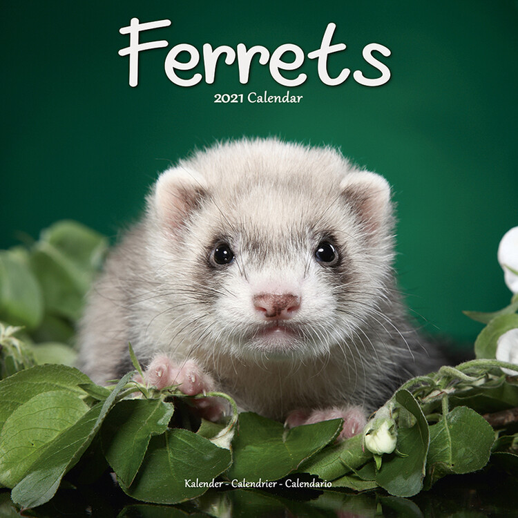 Ημερολόγιο 2027 Ferrets