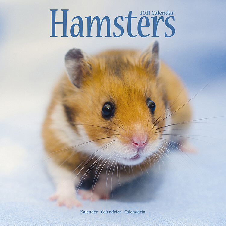 Calendar 2027 Hamsters
