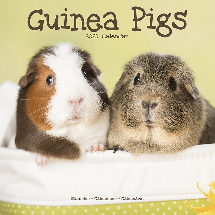 Calendário 2027 Guinea Pigs
