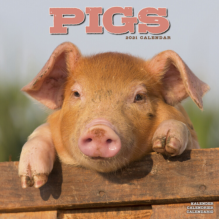 Kalendar 2027 Pigs