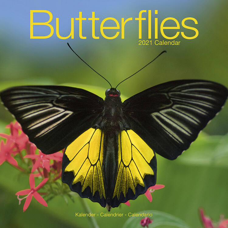 Ημερολόγιο 2027 Butterflies