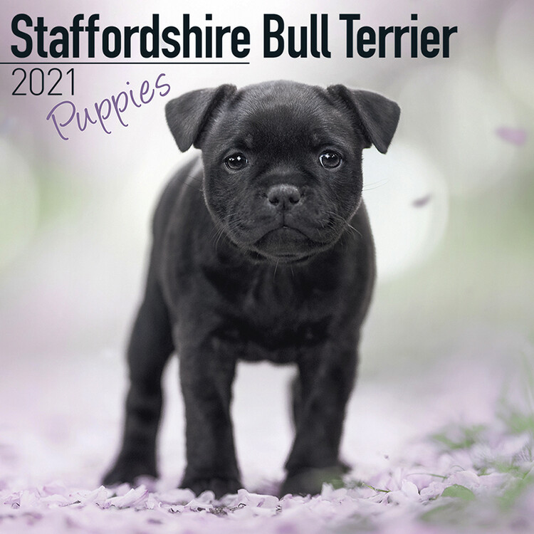Календар 2027 Staffordshire Bull Terr