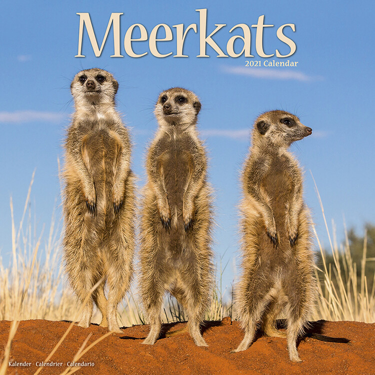 Calendar 2027 Meerkats
