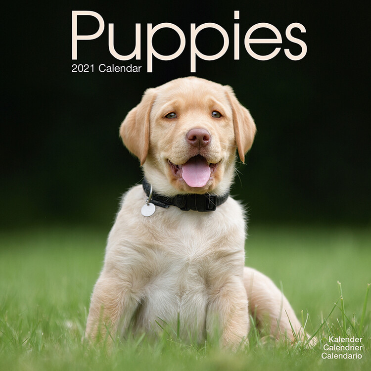 Ημερολόγιο 2027 Puppies