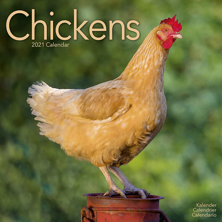 Kalendar 2027 Chickens