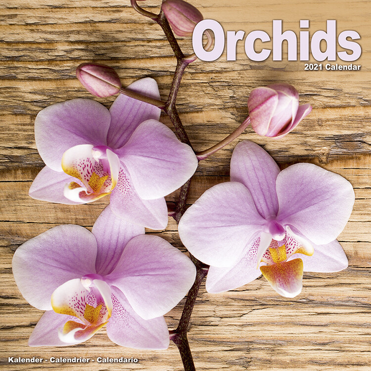 Календар 2027 Orchids