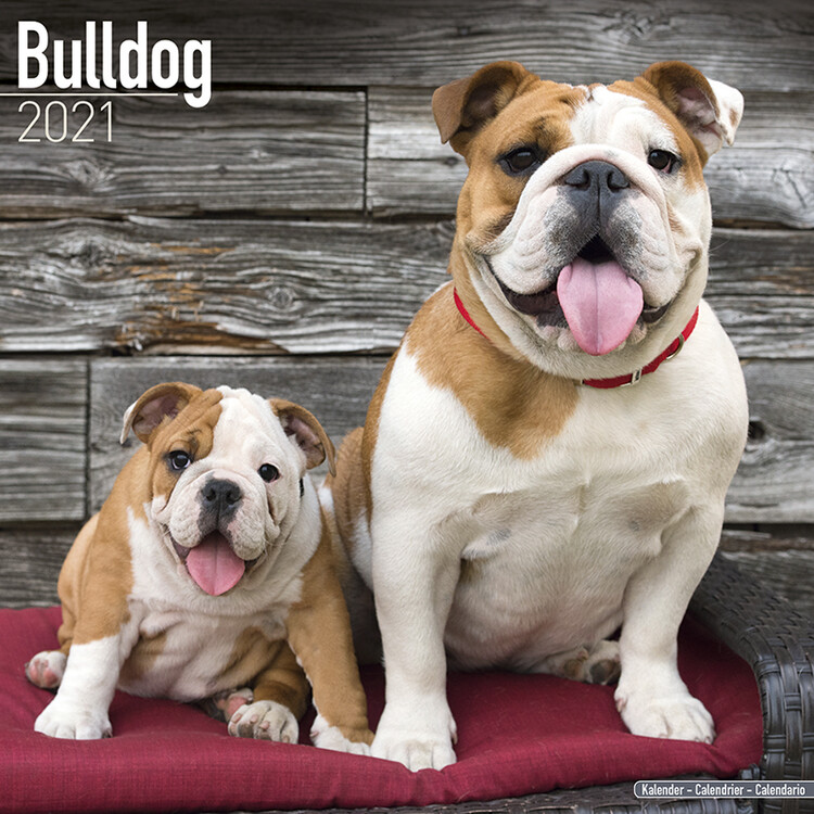 Ημερολόγιο 2027 Bulldog