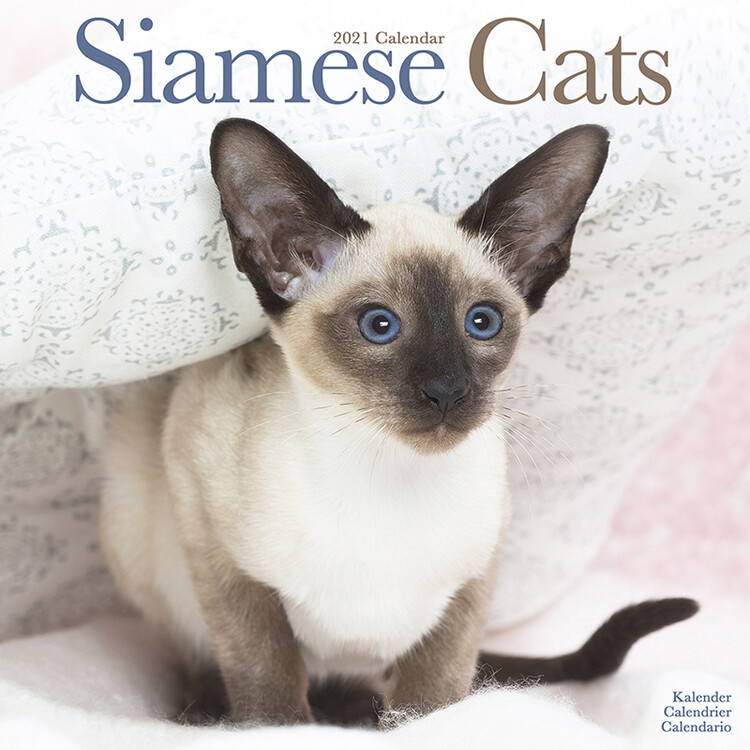 Koledar 2027 Siamese Cats