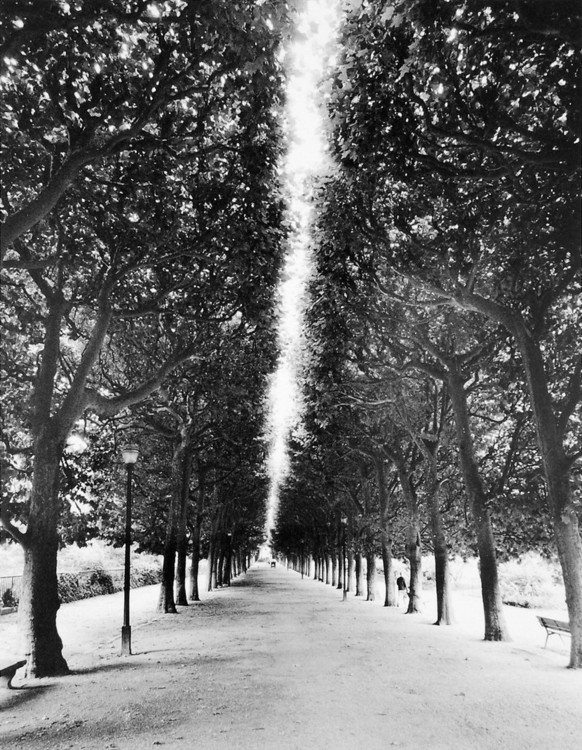 Art Print Foret Longue