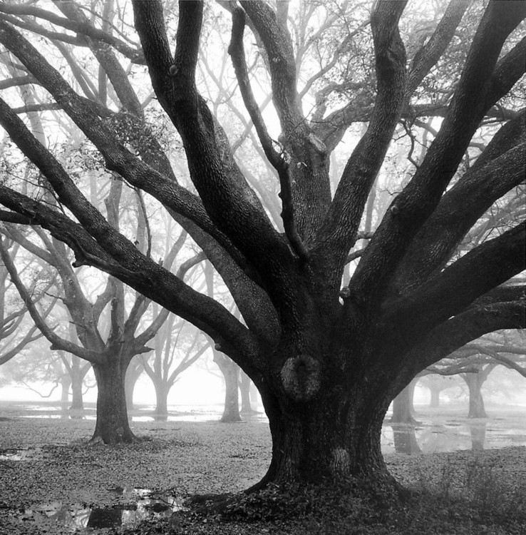 Art Print Oak Grove, Winter