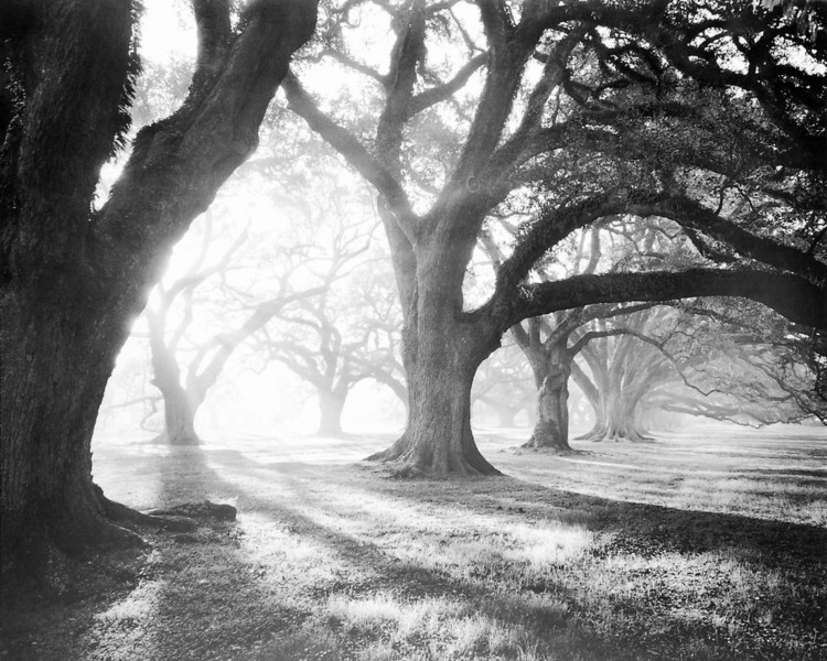 Oak Alley, Light and Shadows Картина
