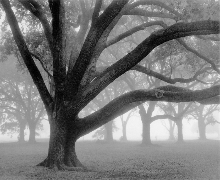 Художествен печат Oak Grove in Fog
