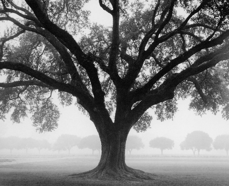 Taidejuliste Silhouette Oak