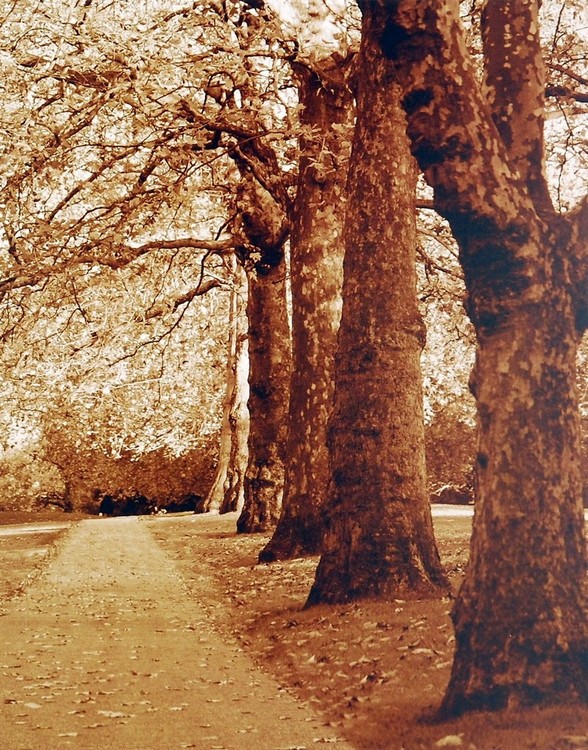 Художествен печат Autumn Stroll I