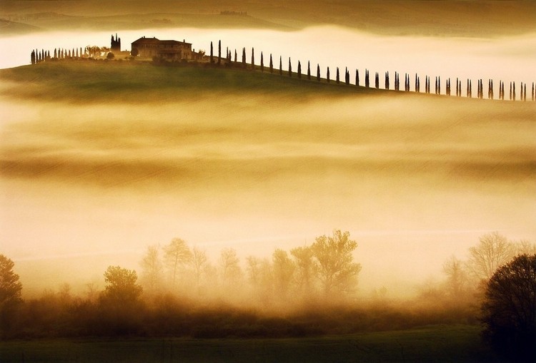 Art Print Trees in Mist II