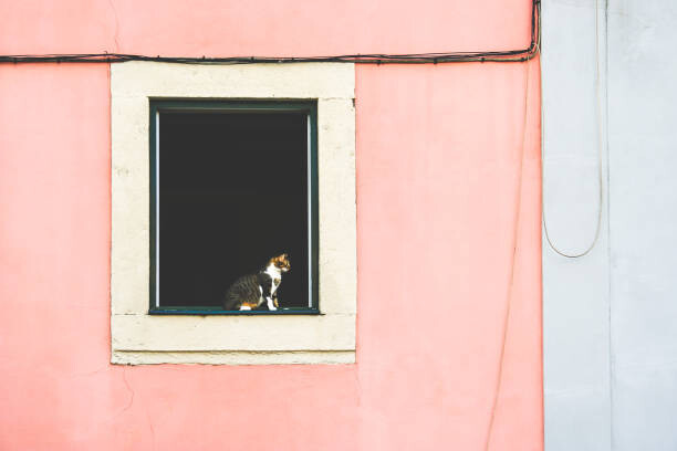 Футболка A cat in an open window