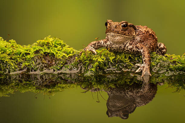 Αυτοκόλλητο A common toad