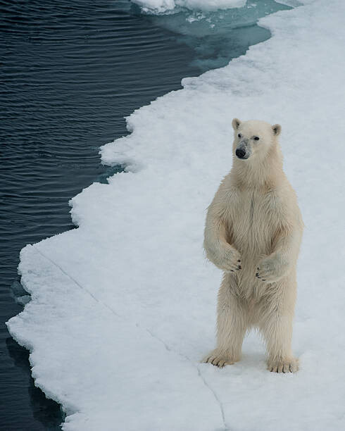 Μπλουζάκι A curious bear