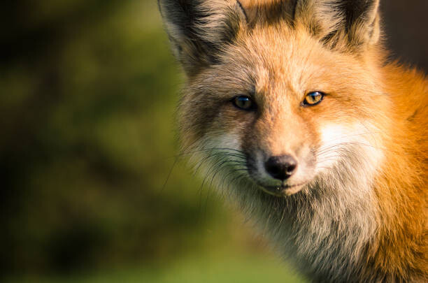 Μπλουζάκι A fox.
