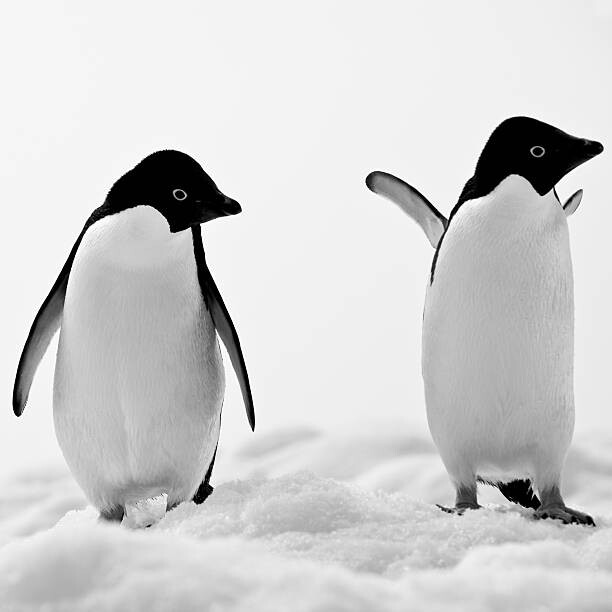 Тениска Adelie Penguins on Iceberg Paulet Island