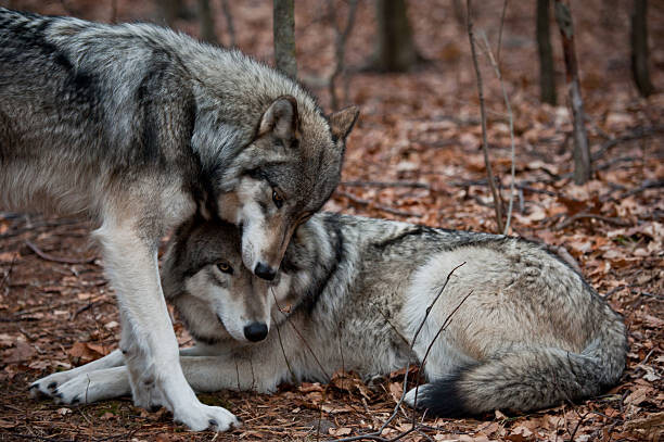 Αυτοκόλλητο Affectionate Grey Wolves