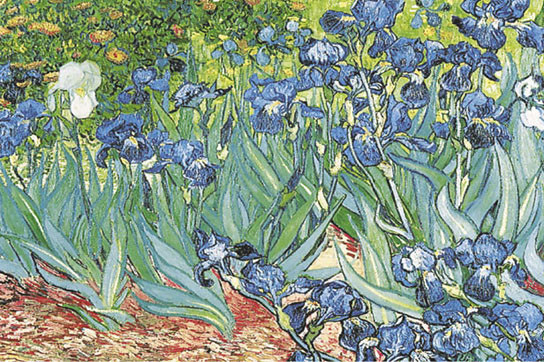 Iris De Van Gogh