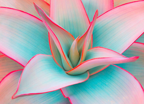Μπλουζάκι agave leaves