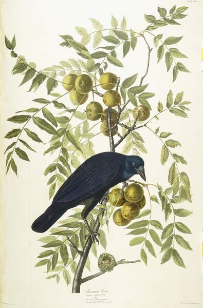 Sticker American Crow, 1833