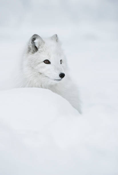 Тениска An arctic fox in the snow.
