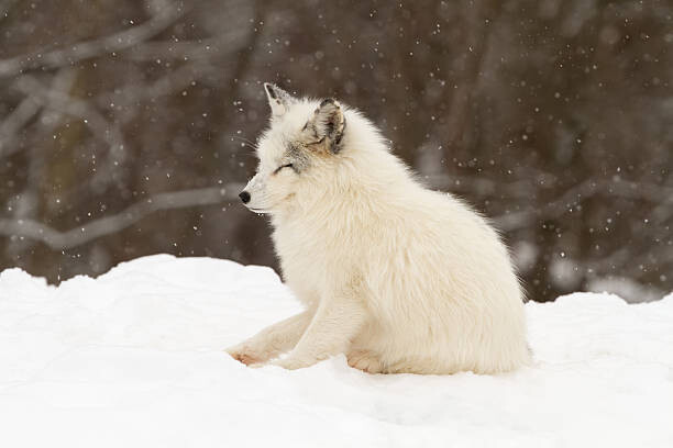 Μπλουζάκι Arctic fox-eyes closed