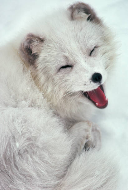 Μπλουζάκι Arctic Fox Yawning in Snow