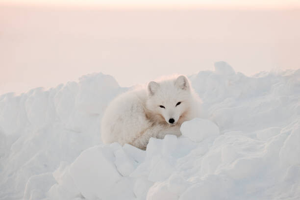 Μπλουζάκι Arctic white fox close-up. Arctic fox